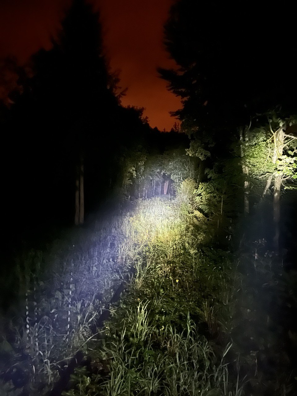 Wald bei Nacht mit rotem Himmel durch den Gleise führen.